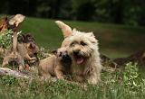 CAIRN TERRIER 405